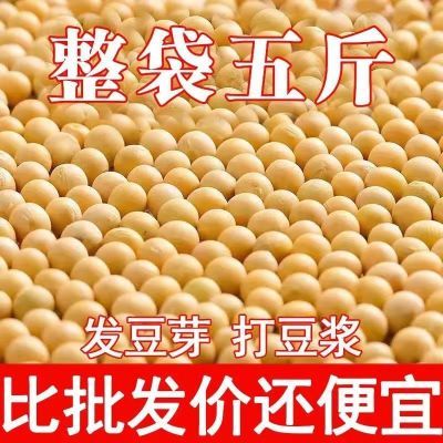 优质东北能发豆芽的黄豆打豆浆发豆芽专用豆黑龙江省大黄豆高蛋白