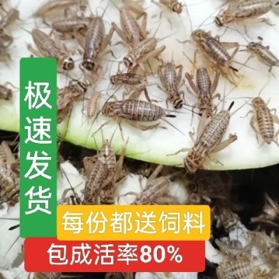 白蛐蛐白蟋蟀活体活物饲料针头画眉鸟蜥蜴蜘蛛守宫活虫树蛙批发