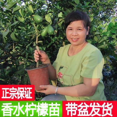 台湾香水柠檬果树苗无籽无核嫁接苗南方种植四季盆栽地栽当年结果