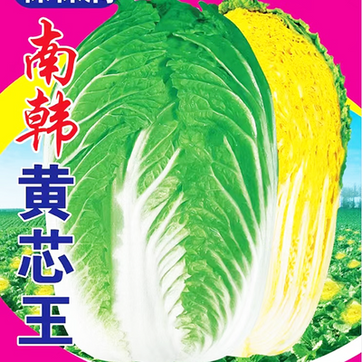 南韩黄芯王白菜种子白帮绿叶东北腌酸菜冬储大白菜种子蔬菜籽种