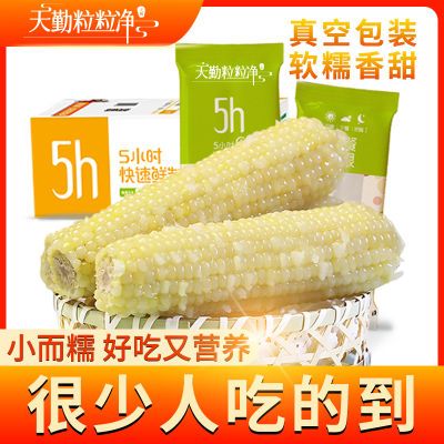 天勤粒粒净糯玉米非转基因新鲜加热即食玉米小白非东北粘糯玉米棒