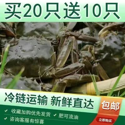 鲜活大闸蟹一元蟹二元蟹0.3两到1两批发小螃蟹香辣蟹醉蟹包邮到家【10月16日发完】