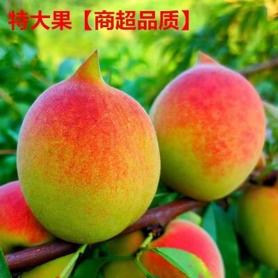 正宗鹰嘴桃果园直发新鲜蜜桃非连平超甜脆桃子应季水果5斤9斤包邮