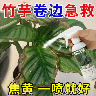 急救】竹芋专用营养液通用型肥料孔雀青苹果海芋专用肥防黄叶卷边