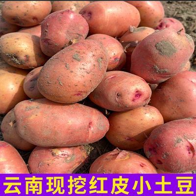 【高品质】农家云南红皮小土豆新鲜5/9斤包邮批发马铃薯洋芋蔬菜