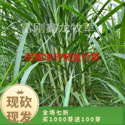 冬季牛羊专用正宗耐寒新鲜无毛进口四季皇竹草甜象草草节草子种子