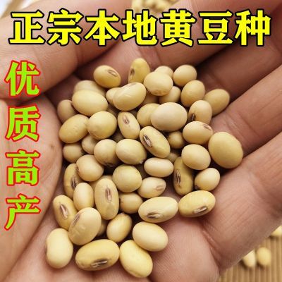 正宗广东本地土黄豆种子农家自种椭圆形以前老品种黄豆非转基因