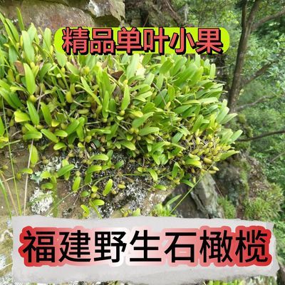 野生石橄榄新鲜福建石橄榄单叶石仙桃炖汤补品小号福建小果石橄榄