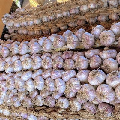 新蒜紫皮四六掰大蒜辫子蒜可吃可种可装饰肉质细腻生吃脆爽