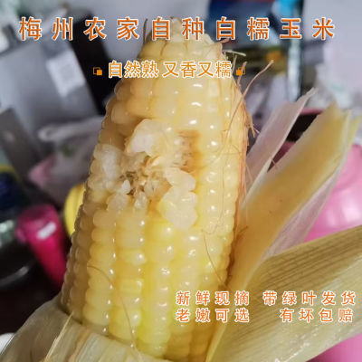 顺丰梅州农家新鲜现摘白糯玉米带叶软糯甜糯香甜沾玉米孕妇当季