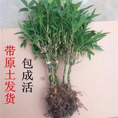 佛肚竹老桩汗血宝马竹子盆栽室内招财四季特大号庭院室内绿植镇宅