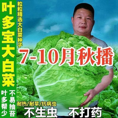 十八斤大白菜种子东北白菜籽四季叶多多大白菜抗病高产蔬菜白菜子