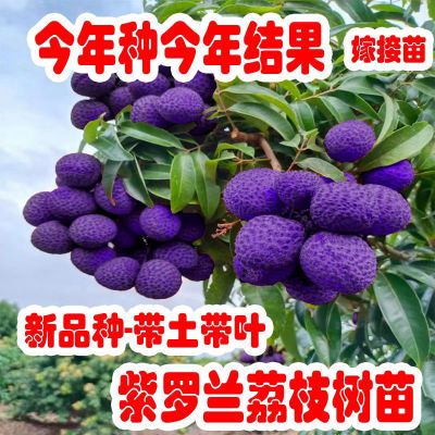 新品种紫罗兰荔枝优质嫁接苗紫皮荔枝南方耐寒内外种植当年结果