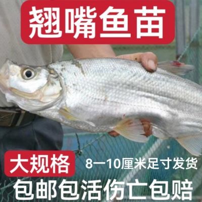 翘嘴鱼苗米级翘嘴翘壳鱼鲌鱼刁翘嘴鱼翘壳淡水冷水翘嘴方块饵料