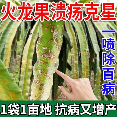 火龙果病全治火龙果杀菌剂微生物菌剂快速杀菌溃疡病软腐病炭疽病