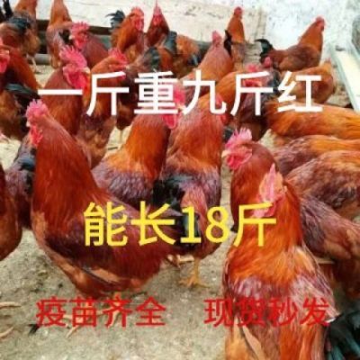 纯种一斤九斤红巨型散养大红公鸡苗九斤黄土鸡种鸡活的鸡脱温鸡苗