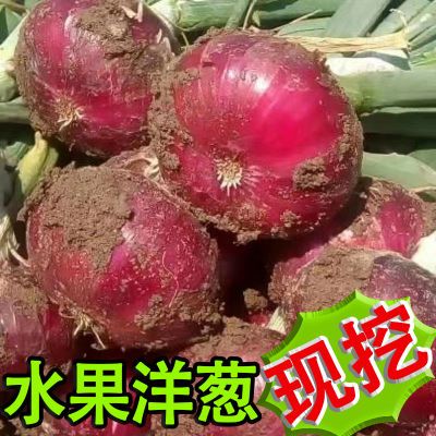 【水果洋葱】2024新鲜现挖10斤5斤紫皮洋葱深紫红皮圆葱蔬菜批发