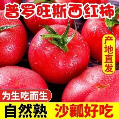 山东普罗旺斯西红柿新鲜自然熟水果柿子沙瓤番茄农家蔬菜1/5斤