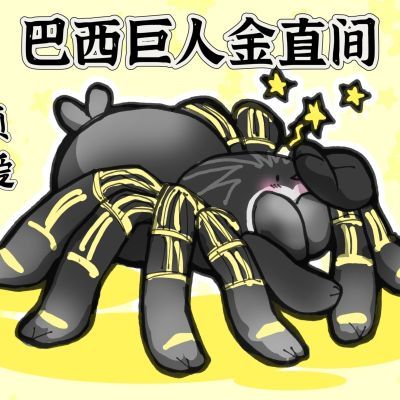 巴西巨人金直间宠物蜘蛛温顺可上手可爱成体可达17cm
