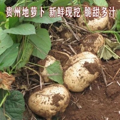 贵州新鲜正宗地萝卜凉薯现挖白地瓜沙葛土瓜农家即食蔬菜水果