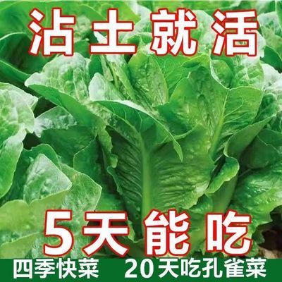 孔雀菜不打药不生虫生吃脆甜高营养直立生菜四季播生菜