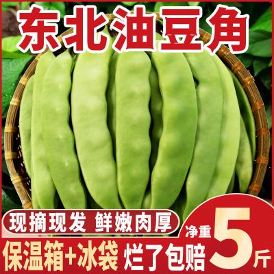 东北油豆角一点红开锅烂黑龙江现摘九月青面豆角新鲜蔬菜批发价