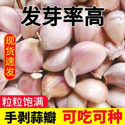 2023年新蒜瓣大蒜瓣散装紫皮蒜种子发芽出蒜苔蒜苗可吃可种植批发