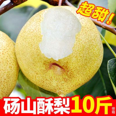 【爆甜多汁】砀山酥梨正宗酥梨水果新鲜应季水果梨子3/5/10斤批发