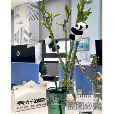 开运竹水培植物招财观音竹客厅富贵竹室内桌面盆栽带根熊猫夹子