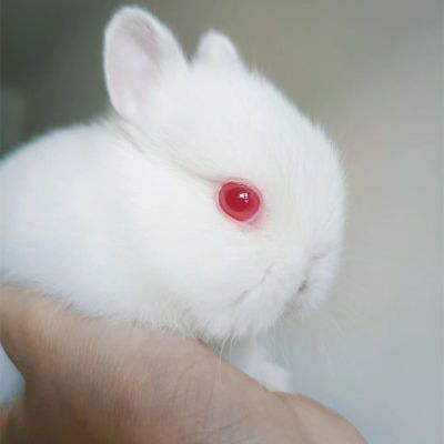 小白兔子活物迷你侏儒凤眼海棠小型兔长不大的儿童宠物垂耳兔