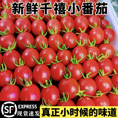千禧圣女果小番茄小西红柿新鲜樱桃应季水果爆浆小番茄非转基因