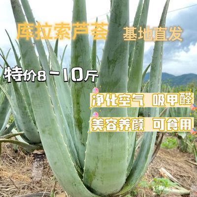 特价8至10斤美容院库拉索芦荟盆栽客厅植物净化灌肤补水专用室内