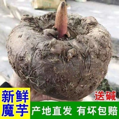 贵州现挖生鲜大个魔芋豆腐魔芋大个生鲜魔芋