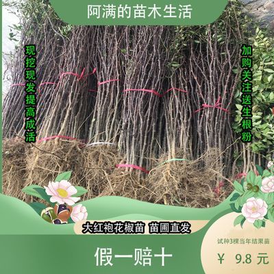 花椒树苗山西苗圃高产大果大红袍狮子头红花椒南北方庭院地栽耐寒