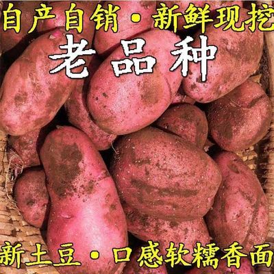 云南新鲜红皮黄心大土豆农家自种老品种大洋芋高原现挖马铃薯蔬菜