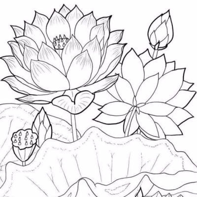植物花卉花朵线稿绘画临摹A4纸打印练习手绘绘画工笔花鸟画素描
