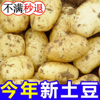【9695人加购】黄皮土豆10斤批发新鲜蔬菜现挖马铃薯大洋芋