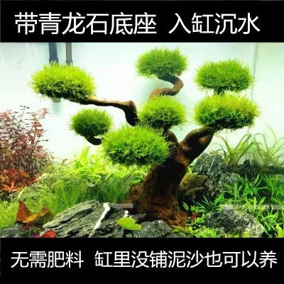 鱼缸莫斯树迎客松生命之树沉木树草缸莫斯水草造景小缸造景清仓