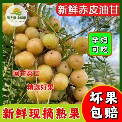 【阳光鲜果】正季油甘果赤皮甜种油柑新鲜大果超甜余甘果现摘现发