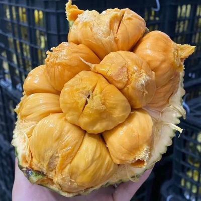 海南榴莲蜜一整个应季热带新鲜水果小个菠萝蜜整个湿包榴莲蜜大果