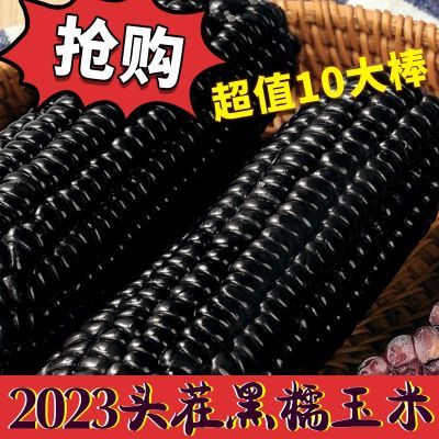 【东北特产】2023年头茬黑糯玉米新鲜粘玉米棒甜糯玉米真空包装
