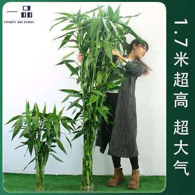 【1.5米特大竹】富贵竹水养水培观音竹室内净化空气大型绿植花卉