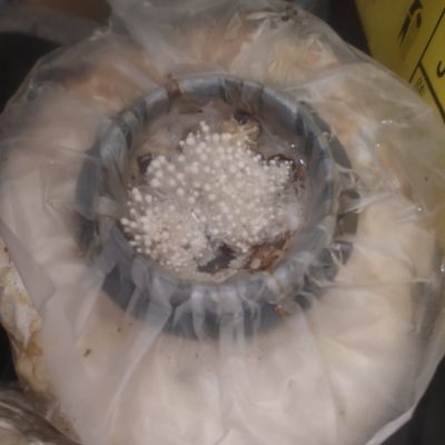 玉米芯专用原种菌种包蘑菇种植技术特级栽培菌种家种人工菌子