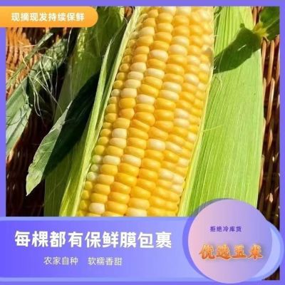 (现摘现发)东北新鲜玉米黄糯鲜玉米新鲜黏甜糯黄玉米棒保鲜膜带皮【3天内发货】