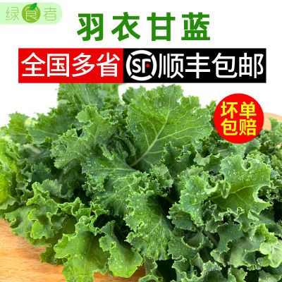 新鲜羽衣甘蓝kale 嫩叶甘兰沙拉蔬菜 生吃榨汁西餐食材