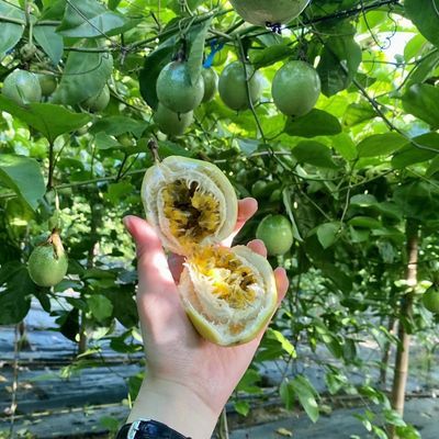 御鲜黄金百香果钦蜜九号纯甜