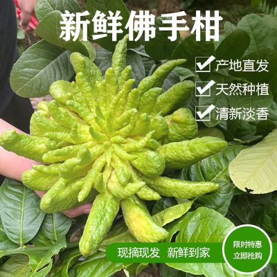 佛手柑带枝佛手果水培大果新鲜柑鲜果柑果观赏闻香食用把玩除甲醛