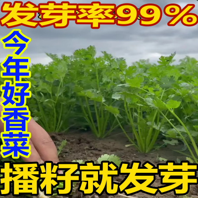 【发芽率99%】香菜种子大叶香菜四季易种阳台室内盆栽种籽蔬菜种