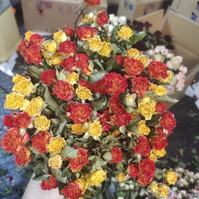 混搭 橙芭比梦幻diy15-20枝 真花干花