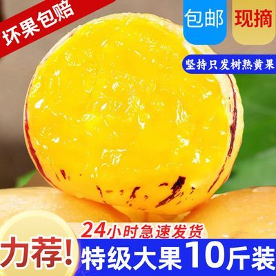 云南石林人参果大果新鲜水果成熟黄肉人生果圆果【5斤十斤热销】